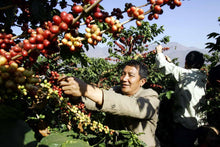 將圖片載入圖庫檢視器 Yunnan Puer Coffee Bean (Honey) 雲南普洱咖啡 蜜處理