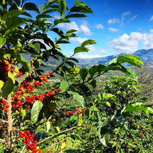 Load image into Gallery viewer, Kenya AA FAQ Coffee (Washed) 肯亞 AA FAQ 水洗咖啡豆