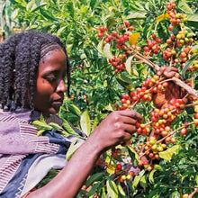 將圖片載入圖庫檢視器 Ethiopia Yirgacheffe G1 Coffee (Washed) 埃塞俄比亞 耶加雪夫 G2 水洗咖啡豆