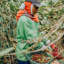 Load image into Gallery viewer, Brazil Santos Coffee (Natural) 巴西山度士日曬咖啡