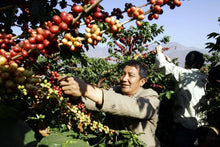 將圖片載入圖庫檢視器 Yunnan Puer Coffee Bean 雲南普洱咖啡
