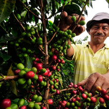 將圖片載入圖庫檢視器 Guatemala Antigua SHB Coffee 危地馬拉 安提瓜SHB 水洗咖啡豆
