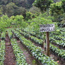 Load image into Gallery viewer, Guatemala Antigua SHB Coffee (Washed) 危地馬拉 安提瓜SHB 水洗咖啡豆
