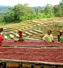 將圖片載入圖庫檢視器 Ethiopia Guji Hambella Buku Abel G1 (Natural) 埃塞俄比亞 古吉 罕貝拉 布穀阿貝 G1（日曬）
